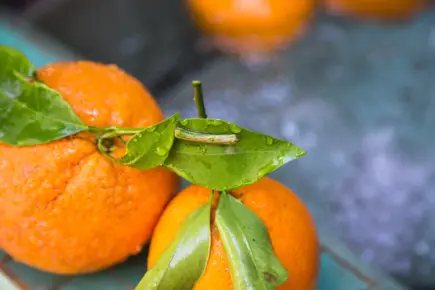 Tajine meat and orange